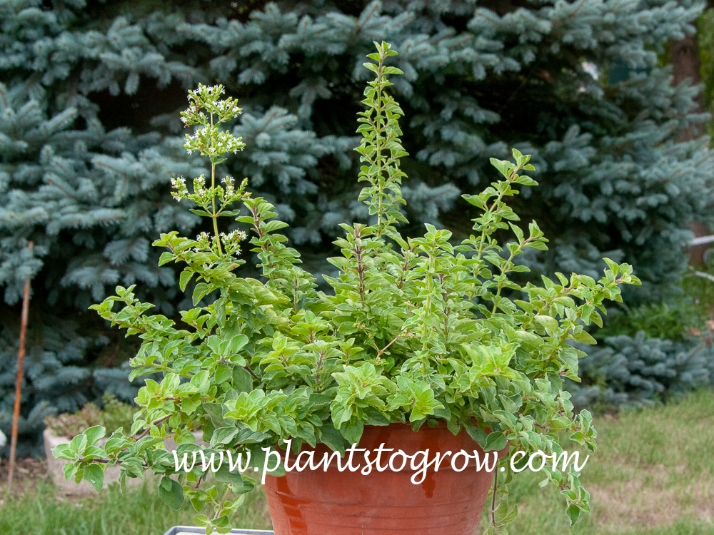 Greek oregano (Origanum vulgare ssp hirtum) 
This is a 6 inch potted plant.